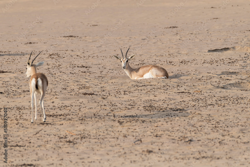 One Arabian sand gazelle rest in a hole carved into the desert sands of ...