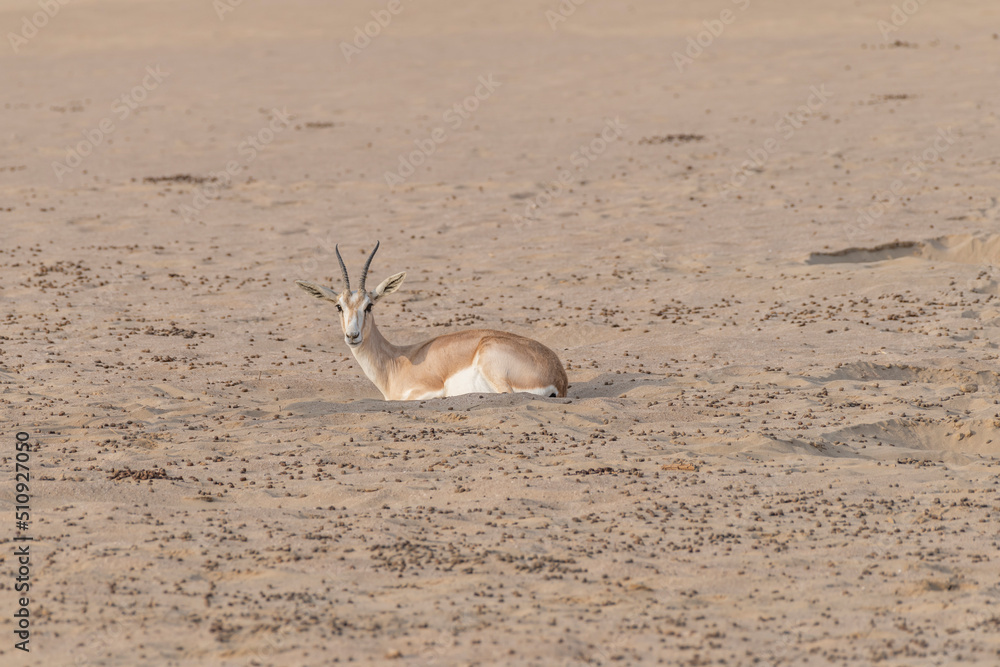 One Arabian sand gazelle rest in a hole carved into the desert sands of ...
