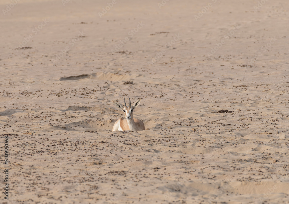 One Arabian sand gazelle finds reprieve in a hole carved into the ...