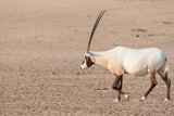 A majestic Arabian Oryx traversing the vast expanse of the desert. Wildlife observation in the Middle East and Arabian Peninsula. With copy space for text