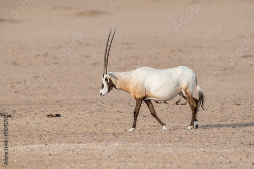 An Arabian Oryx walking in the desert. Wildlife observation in the Middle East and Arabian Peninsula.
