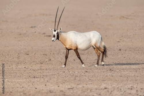 A majestic Arabian Oryx walking in the desert. Wildlife observation in the Middle East and Arabian Peninsula.