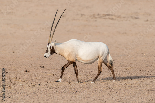 A majestic Arabian Oryx traversing the vast expanse of the desert. Wildlife observation in the Middle East and Arabian Peninsula.