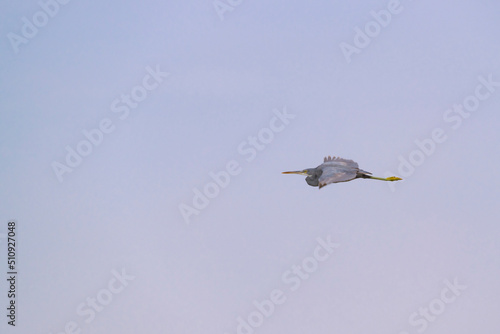 Great Blue Heron flying above the mangrove of  Umm Al Quwain, United Arab Emirates, UAE, Middle East, Arabian Peninsula photo