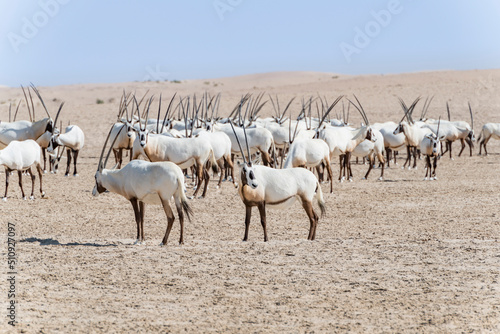 Group of graceful Arabian Oryxes roaming the desert, showcasing the rich biodiversity of Middle East and Arabian Peninsula wildlife.
