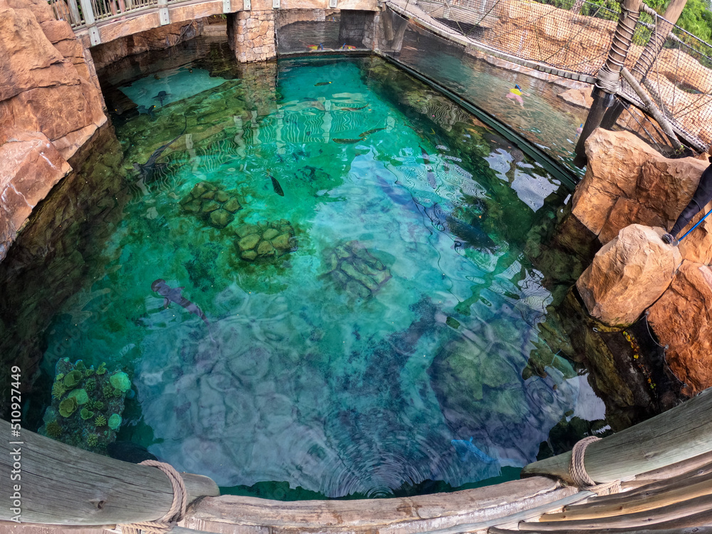 The Shark tank at an aquarium with Black Tip Reef, White Tip Reef, Zebra and Nurse