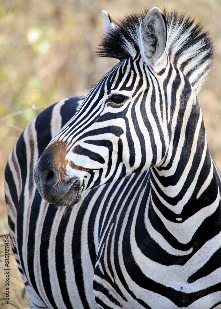 Naklejka premium Vertical Zebra close-up, gazing sideways in the South African bush. African wildlife in its natural habitat, wildlife observation