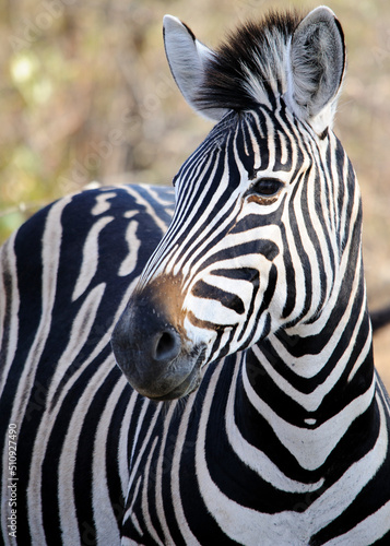In the heart of the South African bush, a Zebra stands tall, its striking vertical stripes a testament to the beauty of African wildlife in its native environment. Wildlife in Africa
