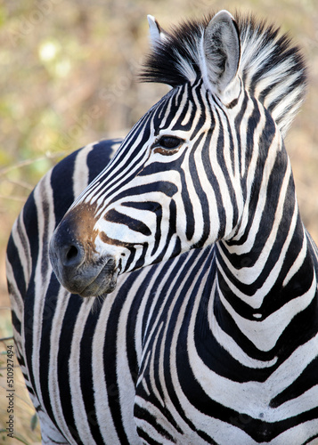 Vertical Zebra close-up  gazing sideways in the South African bush. African wildlife in its natural habitat  wildlife observation