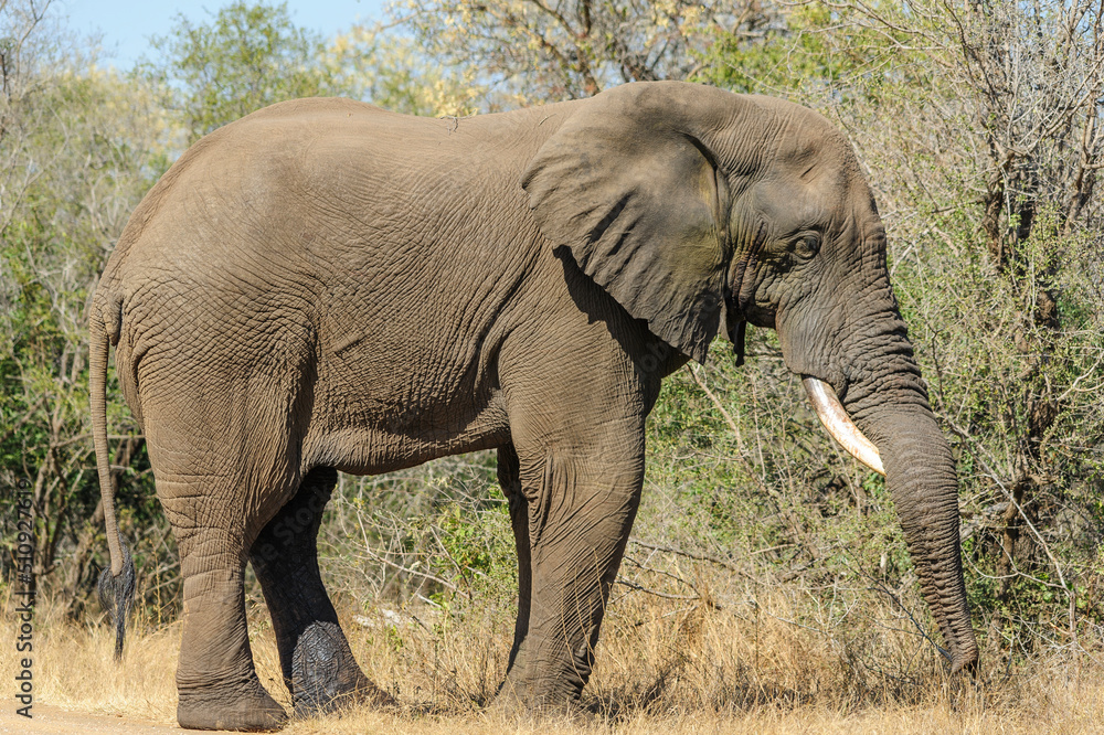 Wild elephant with a single tusk crossing a track in South Africa. Wildlife observation in its natural habitat in Africa.