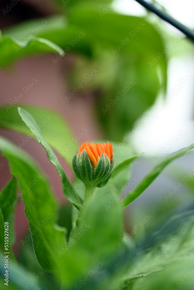 Calendula officinalis. Orange flowers macro Calendula officinalis. Orange flowers macro