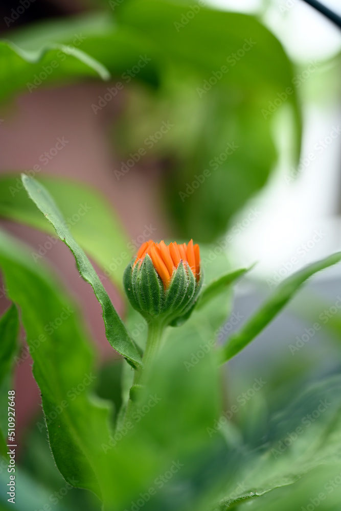 Calendula officinalis. Orange flowers macro Calendula officinalis. Orange flowers macro