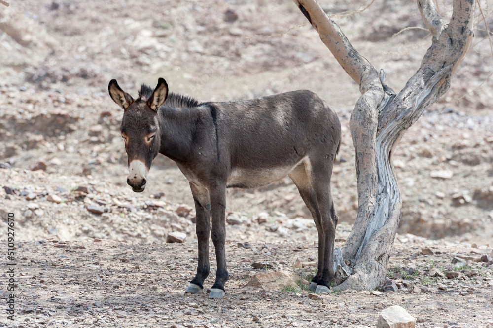 Wild donkey under a tree in the mountains, Middle East Wild donkey under a tree in the mountains, Middle East
