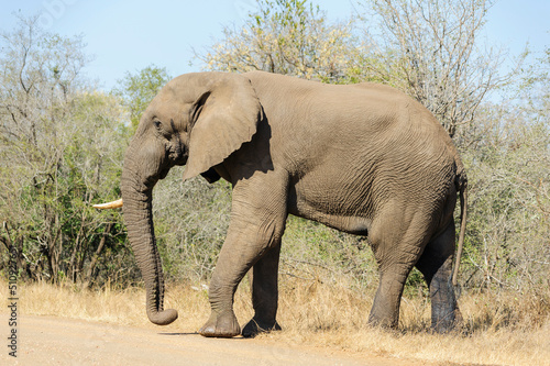 Wild elephant with a single tusk crossing a track in South Africa. Wildlife observation in its natural habitat in Africa.
