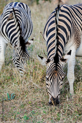 Two Burchell s zebra  Equus quagga burchellii  grazing in the bush  South Africa. Wildlife of Africa in their natural habitat