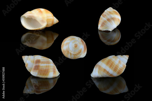 Nassarius seashell, Middle East photo