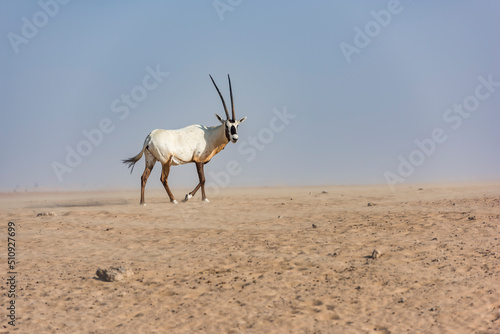 An Arabian oryx in the Desert  Middle East  Arabian Peninsula  wildlife observation
