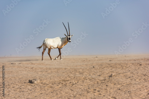 An Arabian oryx in the Desert, Middle East, Arabian Peninsula, wildlife observation