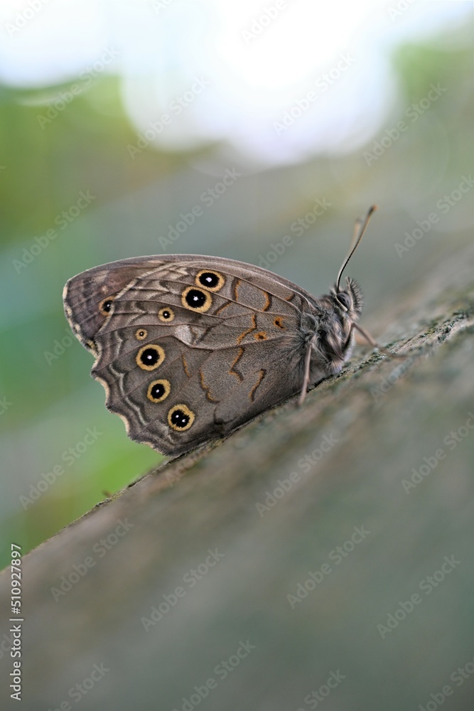 Fototapeta premium butterfly on a leaf