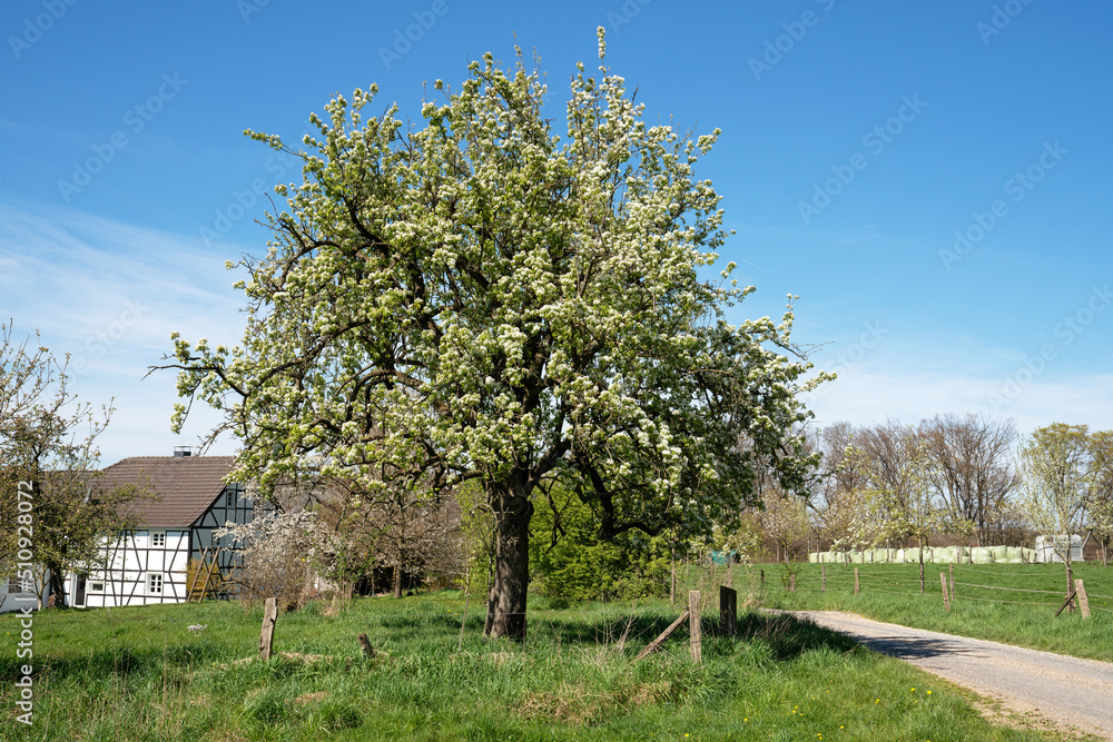 Springtime, Bergisches Land, Germany Springtime, Bergisches Land, Germany