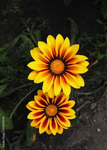 Close-up  yellow-red Gazania flower  beautiful bright yellow flower close-up