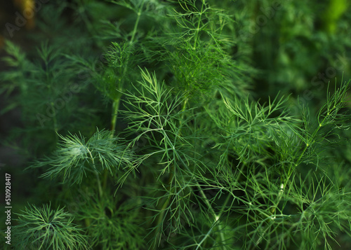 dill in the garden