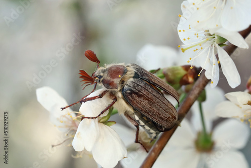 Male Cockchafer, ( Melolonta ) , also known as the may beetle. A beetle sits on a flower apple tree. 