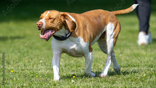 Dog running in the field © LDC