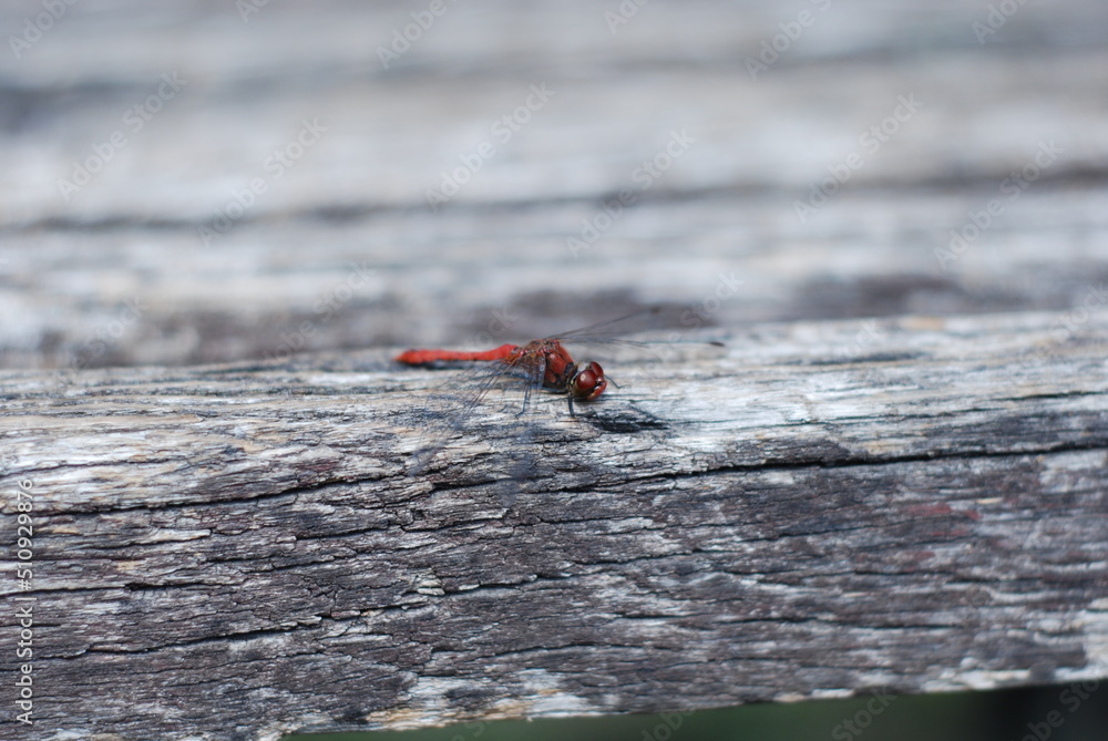 Fototapeta premium red dragonfly on a branch