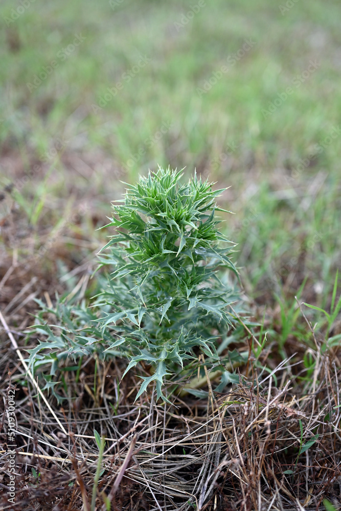Eryngium campestre, known as field eryngo, or Watling Street thistle, is a species of Eryngium, which is used medicinally. Eryngium campestre, known as field eryngo, or Watling Street thistle, is a species of Eryngium, which is used medicinally.