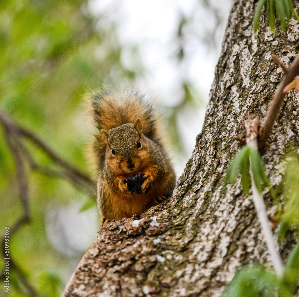 squirrel in the tree squirrel in the tree