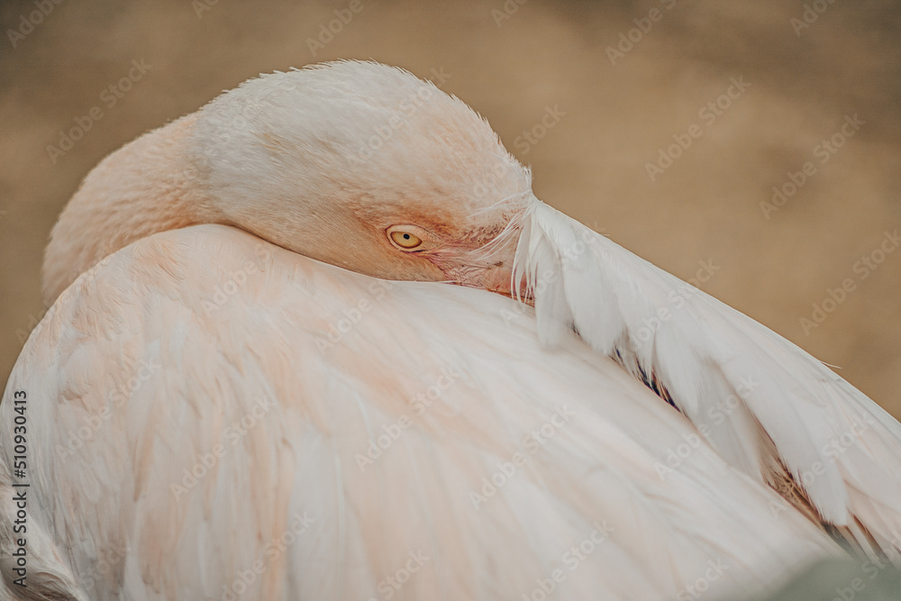 Fototapeta premium Close up photo of an American Flamingo. The American flamingo (Phoenicopterus ruber) or Caribbean flamingo is a large water bird known for standing on one leg.