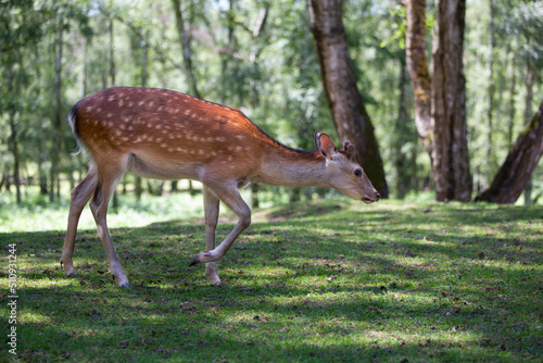 Sikahirsch (Edelwild) frisst im Wald