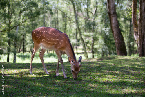 Sikahirsch (Edelwild) frisst in Wald