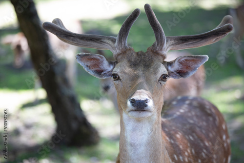 Sikahirsch (Edelwild) schaut in die Kamera