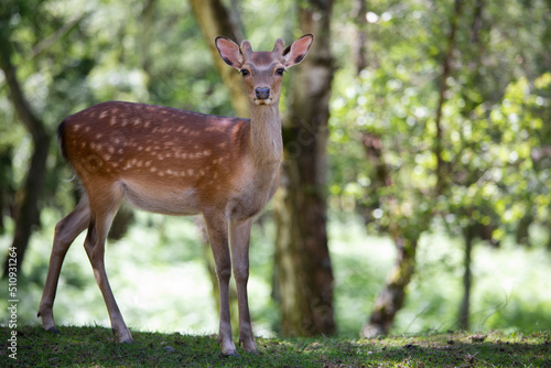 Sikahirsch (Edelwild) schaut in die Kamera, grüner Wald