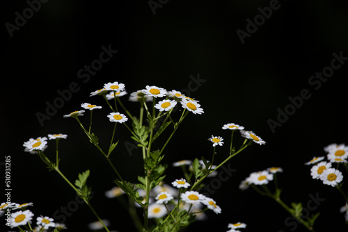 Mutterkraut mit Insekten vor dunklem Hintergrund, Sommer, Bokeh