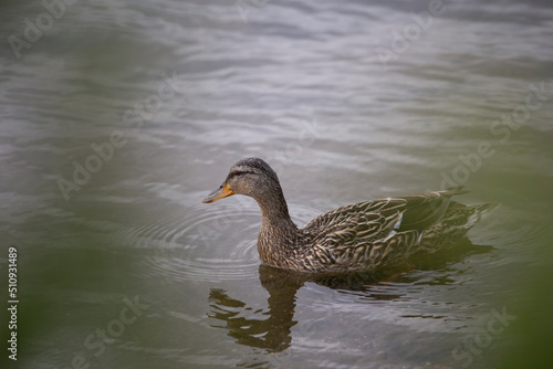 Ente auf der Maas, Stockente, unscharfer Hintergrund
