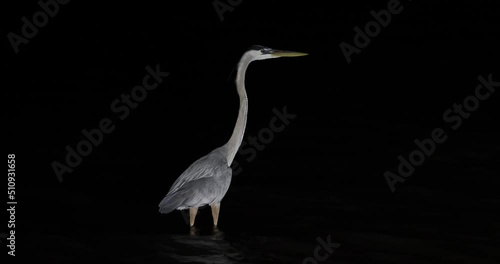 Great Blue Heron dark night wading Texas. Largest wading bird in the heron family. Diet small fish, shrimp, crabs and insects. Wades in shallow bay of Corpus Christi and along inter coastal water way. photo