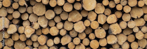 Panorama of a stack of Cut Wooden Logs in a lumbar yard
