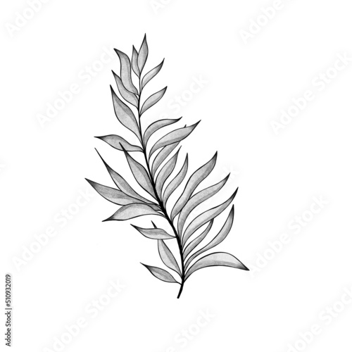 botany tattoo sketch - beautiful twig plant. Botanical element template for g...