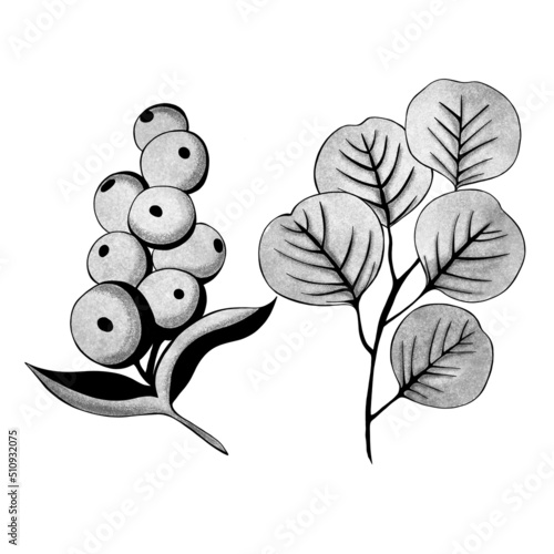 set - a bunch of berries and ginkgo biloba plant . Botanical element template...