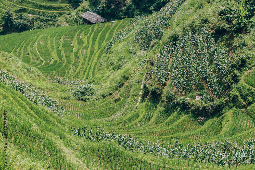 Panoramic landscape photography of the Longji Rice Terraces located in Longsheng County, near Guilin, Guangxi, China.