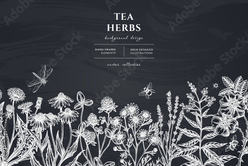 Fototapeta Tea herbs hand drawn illustration design