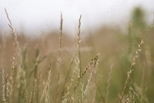 Grasses