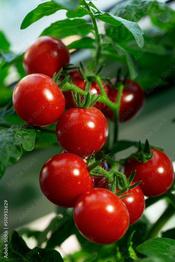 Red cherry tomatoes on a branch.