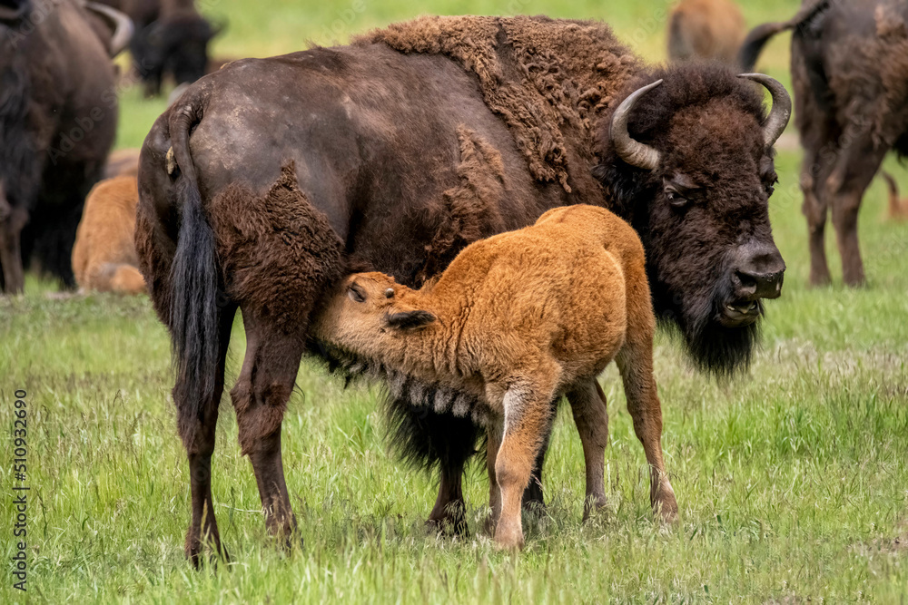 american bison calf nursing from mother Buffalo. american bison calf nursing from mother Buffalo.