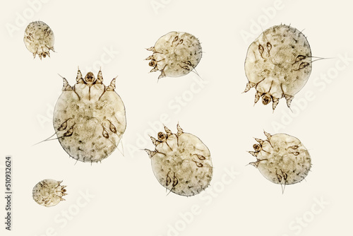 Many scabies mites, itch-mites parasitic microorganism of human skin photo