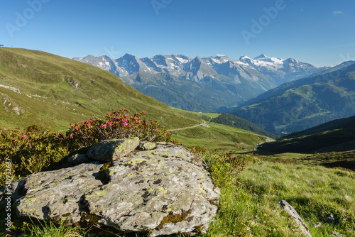 Alpenrosen auf Fels mit Hintertuxer Gletscher im Hintergrund photo