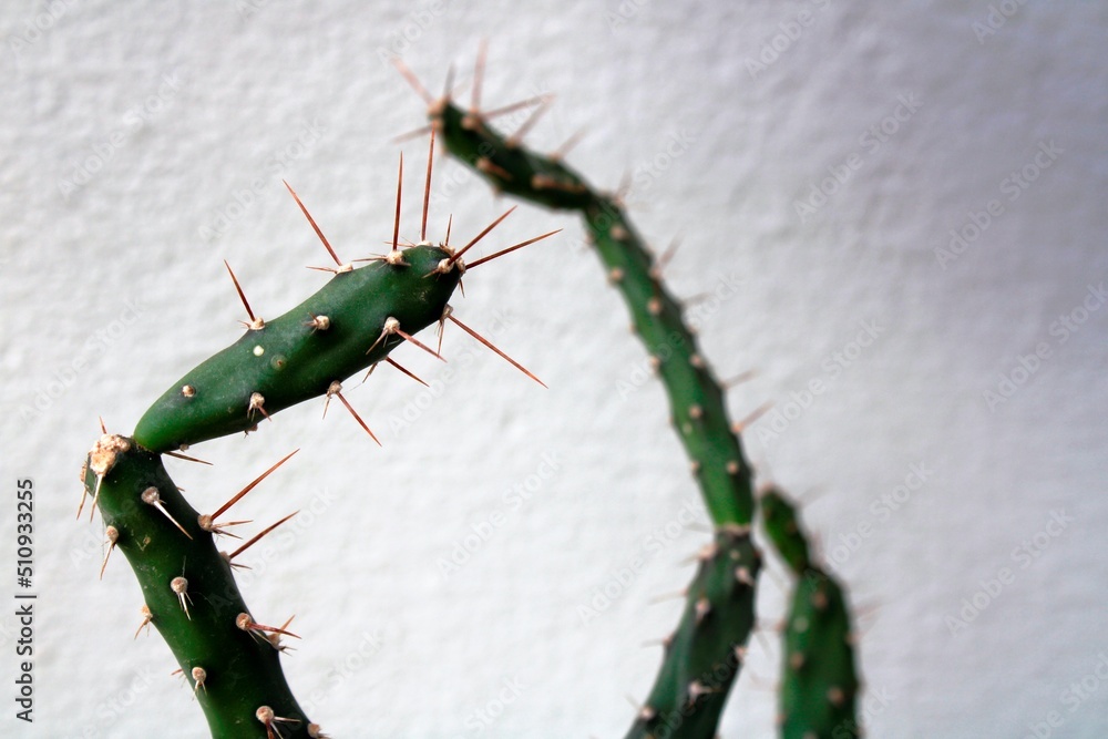 Cactus Browningia de la familia Cactàceae de la zona desértica de ...